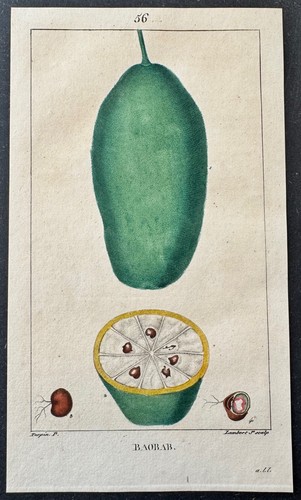 Flore médicale baobab gravure - médicale,