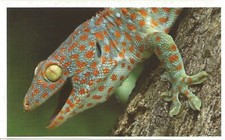 AUTOCOLLANT STICKER IMAGE