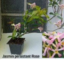 Jasmin Rose Feuillage Persistant 