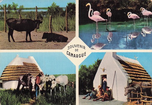 Camargue taureaux de - taureaux,