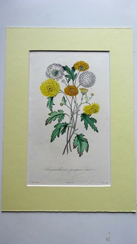 Gravure lithographie horticole - gravure,