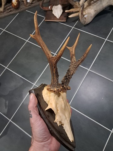 Trophée chevreuil sur - de,