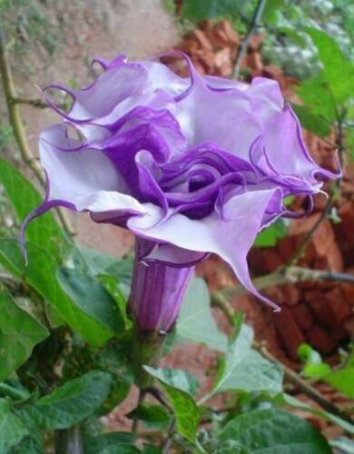 Double lila datura - metel,