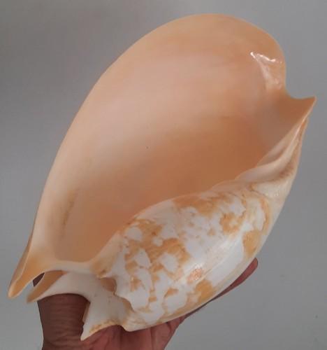 Curiosité taxidermie - curiosité,