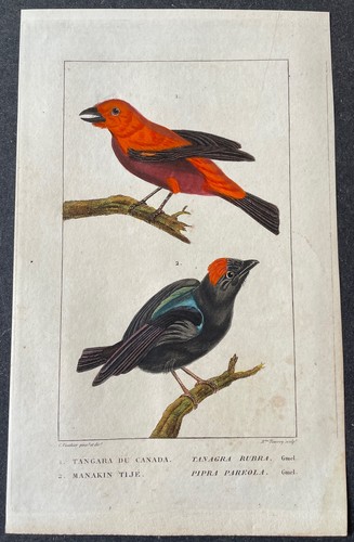 Histoire naturelle tangara - histoire,