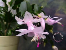 Bouture Cutting  Schlumbergera Cactus de Noël blanc rose