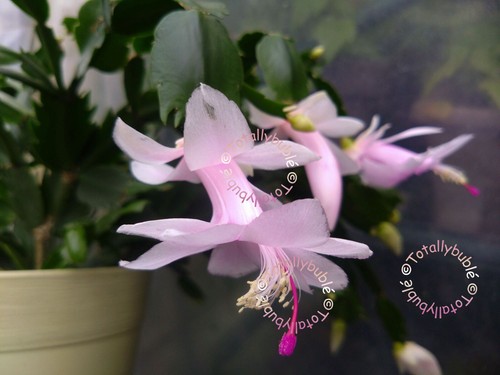Bouture cutting schlumbergera - cutting,