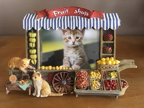 Cadre photo chats roux - , en