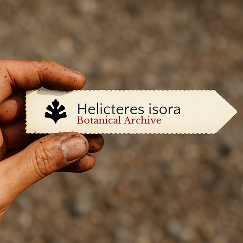 Helicteres isora seeds - isora,