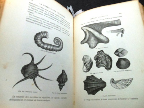 Fossiles animaux - fossiles/,