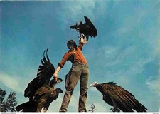 Animaux - Oiseaux - Espèce à définir - Volerie des Aigles de Rocamadour - Rapace