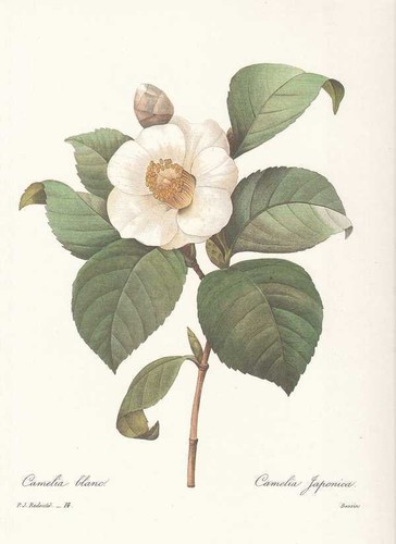 Camellia japonica kamelie - japonica,
