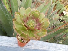Aeonium "madeira rose"  big