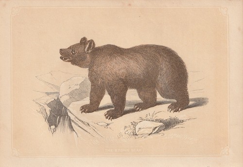 Ours brun - (ursus, arctos)