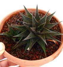Haworthia limifolia SELECTED