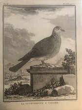 Chasse, Ornithologie 1780 Buffon. Taupe