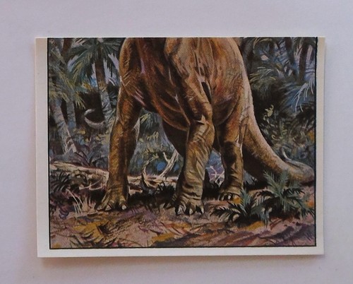 Panini animaux - panini, **