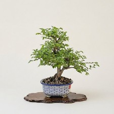 Bonsaï de Zelkova dans un pot