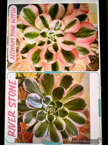 Aeonium pink witch - 🌺aeonium,