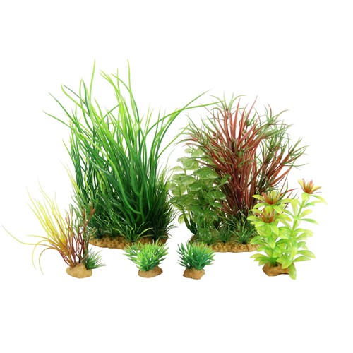 Jalaya plantes - n4,