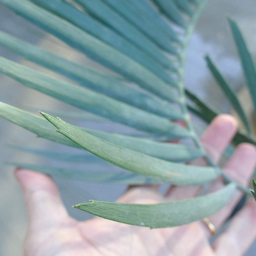 Encephalartos nubimontanus