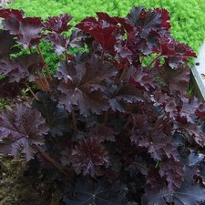 Heuchera micrantha 'Palace purple' - Heuchère pourpre