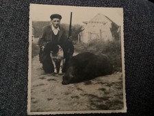 chasse. au sanglier 100kg.rare ancienne photo 1945