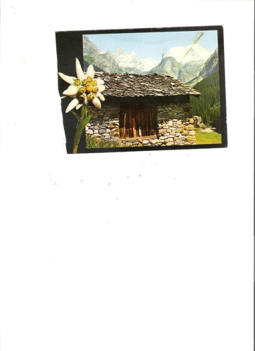 Carte postale edelweiss - carte, edelweiss"