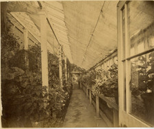Royaume-Uni, Brighton, Intérieur d'une serre  Vintage albumen print.  Tir