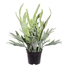 Platycerium-Mix-Topf, Environ