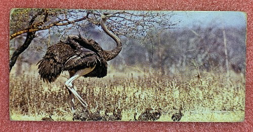 Carte merveilles monde - carte, du
