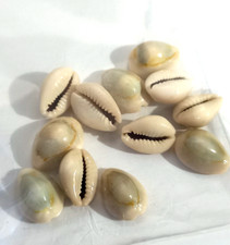 Lot de 12 coquillages "Cauris"