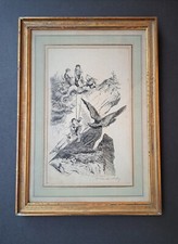 Dessin vol nid d'aigle signé signature aquarelliste Blanche Odin XIXᵉ 19ᵉ siècle