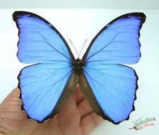 Bleu Morpho Papillons Didius