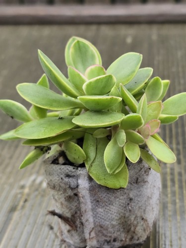 Crassula money maker variegata - crassula,