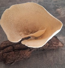 curiosité  : Éponge Calice Sur Socle En Bois Flotté 