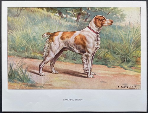 épagneul breton reproduction - breton,