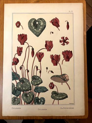 Eugène grasset cyclamen - eugène, :