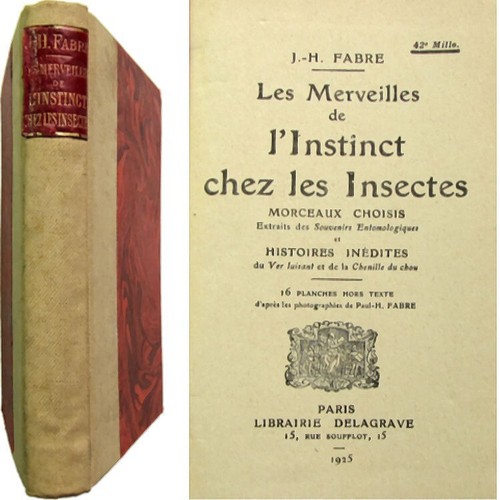 Instinct insectes morceaux - insectes,