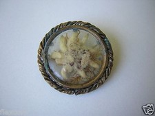 Broche Edelweiss Séchée 5,9 G / Ø 2,7 Cm