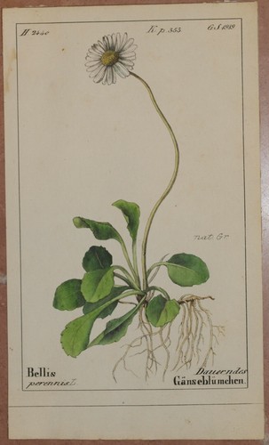 Romer bellis perennis - romer,