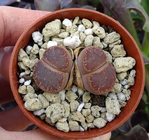 Lithops aucampiae brown form - brown,