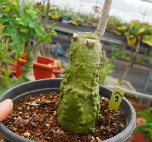 Rare plant cacti adenia - plant,