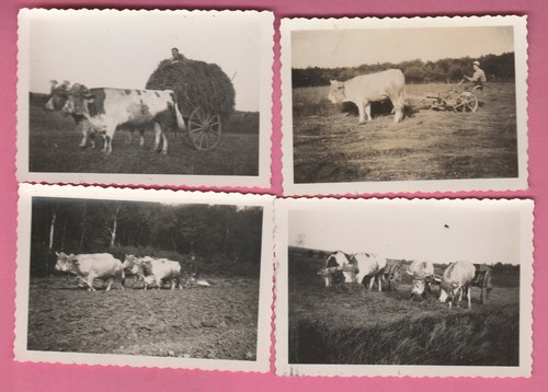 Attelage boeufs photo non - 4,
