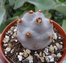 TEPHROCACTUS ARTICULATUS
