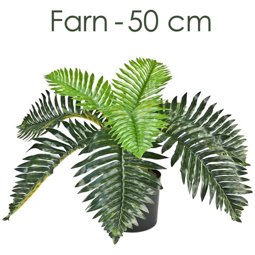 Palmier fougère plante - palmier,
