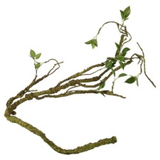 Terra Della Pflanzenzweig Dick