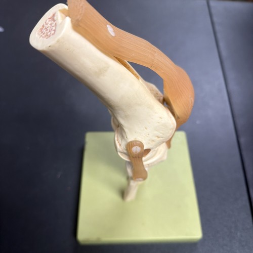 Somso ns50 functional knee - somso,