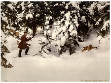 Lynx pris dans un piège