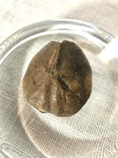 Fossile oursin, coquillage